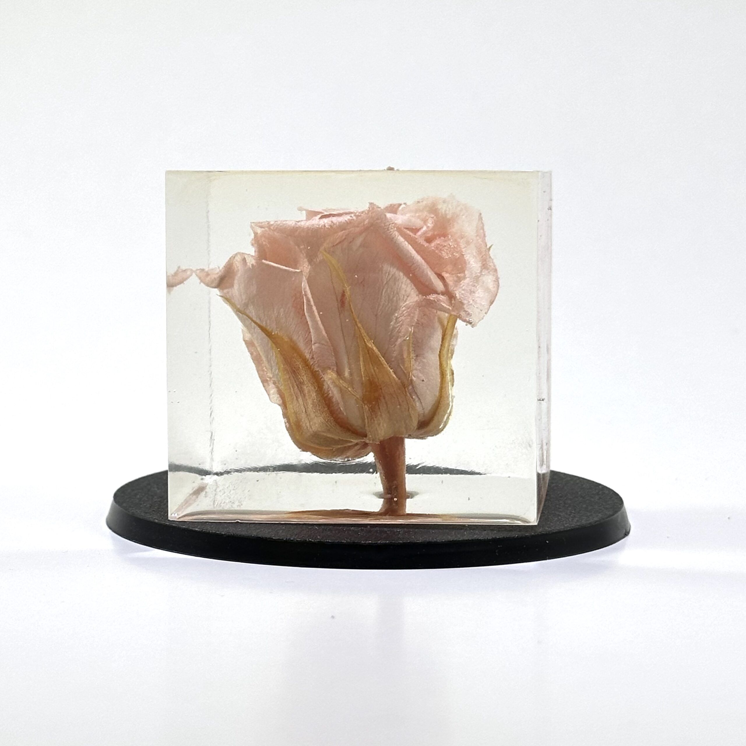 Rosa encapsulada (Cubo) - Imagen 4